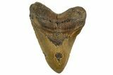 Fossil Megalodon Tooth - Huge NC Meg #328298-1